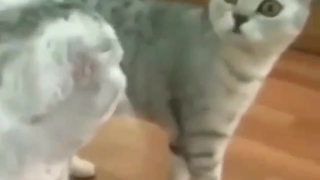 Funny and Cute Cat Videos #266