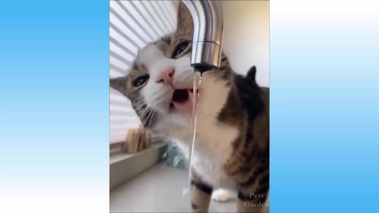🤣 Funniest 🐶 Dogs and 😻 Cats - Awesome Funny Pet Animals Videos 😇