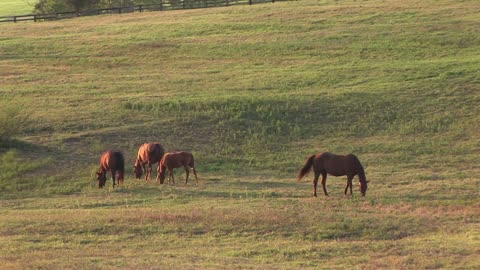horses grazing in an open pasture