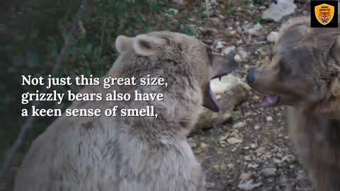 TOP 10 MOST POWERFUL ANIMAL BITES.