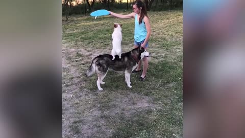 Funny Pet Videos