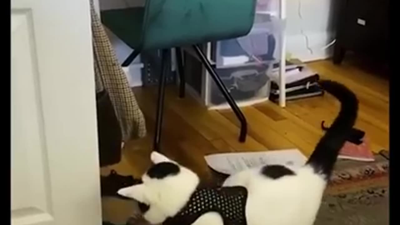 Funny Animals