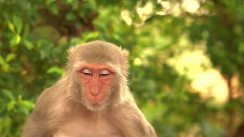 Funny Animal : Monkey Dance Video Just like Humans