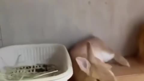 Funny Rabbits Compilation