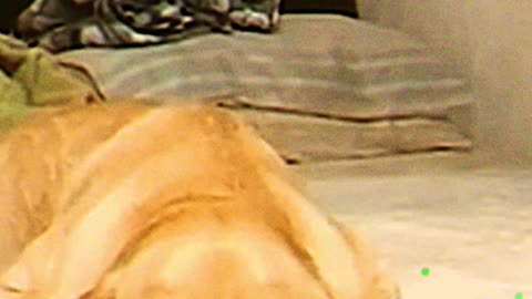 funny videos cats and dogs try not to laugh, 💋 #shorts#trendingreels#trendingreels 34534