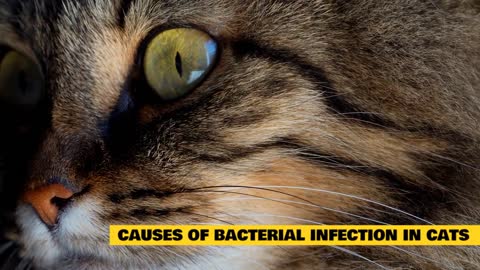 Top 5 Natural Antibiotic for cats 🤯