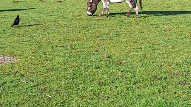My FARM was 🐴🐴🐴🐴😘😘😘