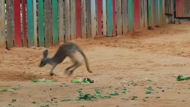The kangaroo