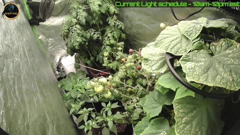 Whiticus' 24/7 Garden and chill music stream