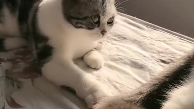 Funny Cat - Clip 4 in 2021: The Ultimate Feline Playdate!** 🐾🎥"