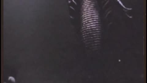 MERMAID LIKE CREATURE CAUGHT ON FILM