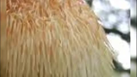The Newest Fungus Discovery In 2023!