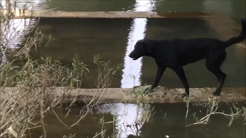 21_0814旱溪 慈濟段流浪狗