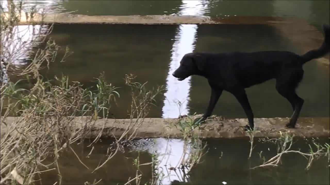 21_0814旱溪 慈濟段流浪狗