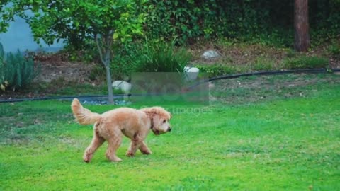 Dog playing in the fountain after rain