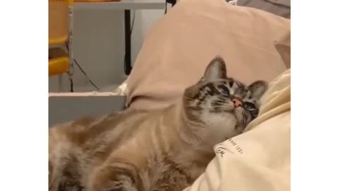 crazy cats