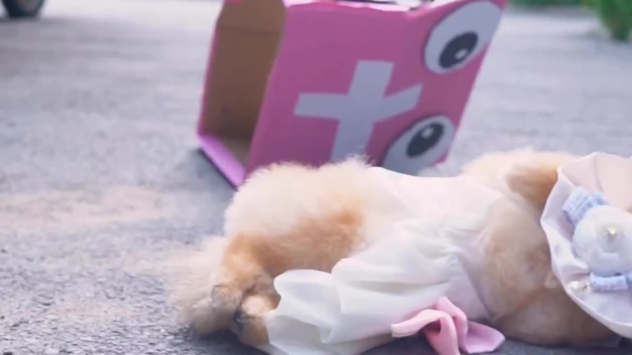 Cat video Nico:Who can help me find the banana cat?