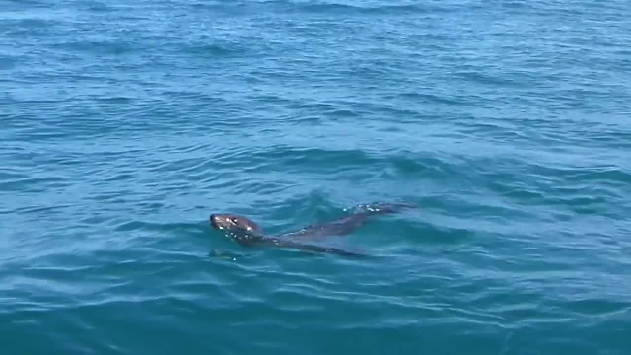 Nonchalant Seal Catches A Piggyback Ride On A Friendly Whale