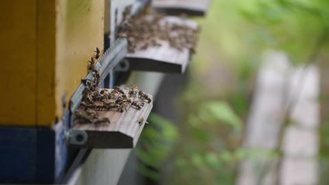 Bees