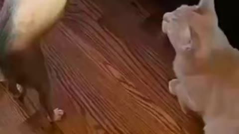 Funny Dog Videos 2021🙈 Best Funny Ddog videos /2021/