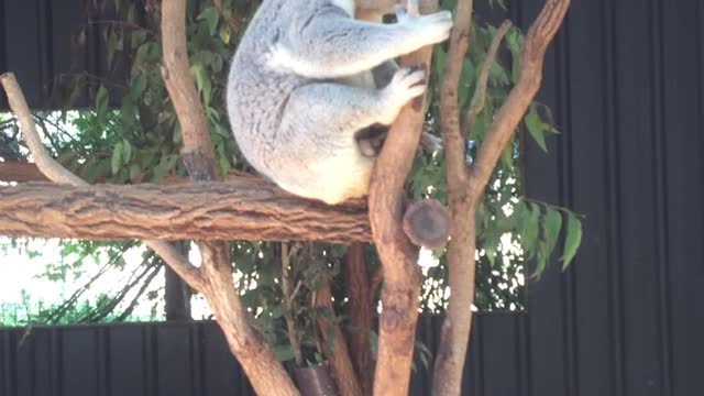 The Sadness of Koala, Koala in a gumtree