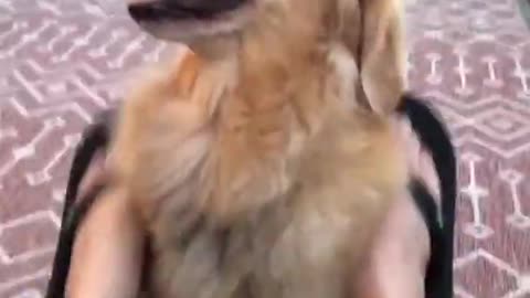 l 😂😂Cute Golden Retriever Dog Videos. #short🐕🐕🐕😭