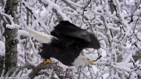 Eagle Attacks