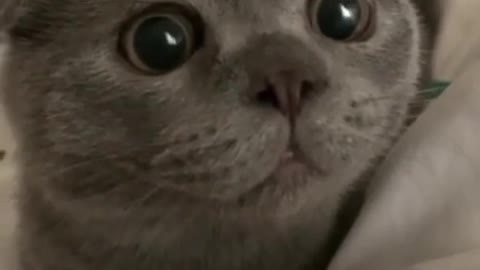 Cate big eyes