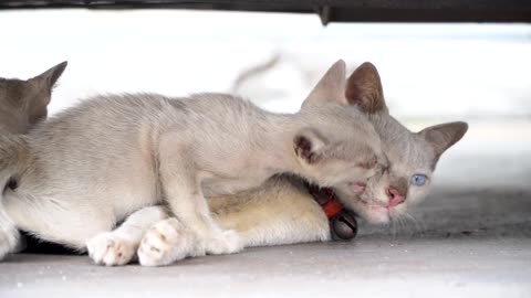 Funny Cat Videos. non stop laughing