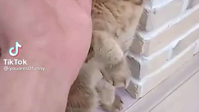 Kung Fu Cats. Funny Tiktok Cats.
