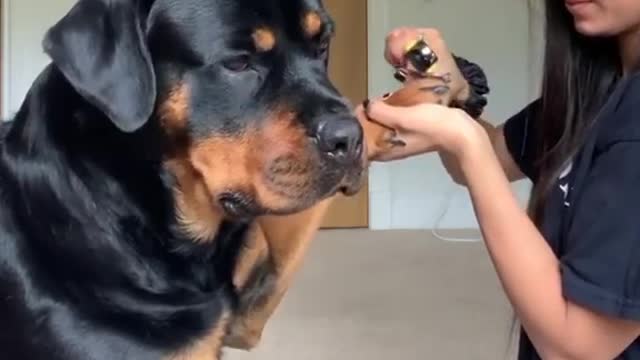 My Rottweiler Hates doing her Nails