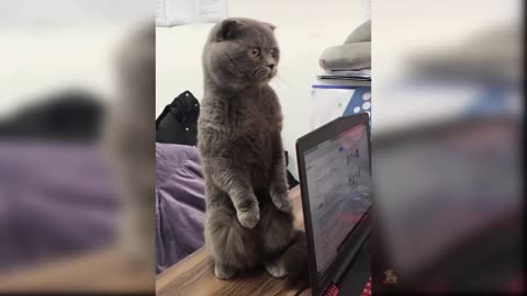 Baby Cats - Cute and Funny Cat Videos Compilation