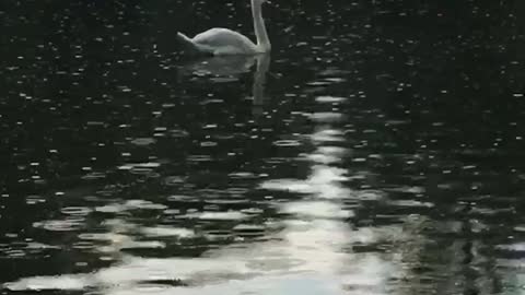 Moscow white swan
