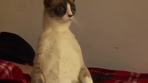 White cat standing upright looking outside
