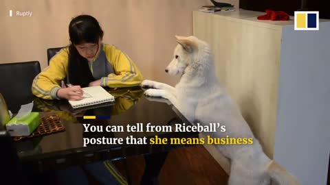Intelligent Dog trained to do supervision