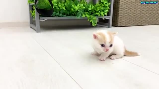 Kitten Willie teaches his sister to run😍🙈