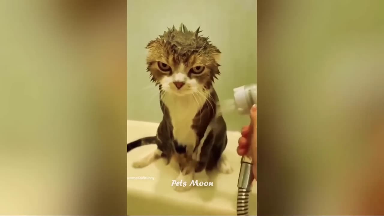 Funniest Animals π New Funny Cats and Dogs πΊπΆ Part 6