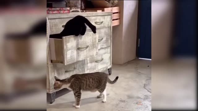 The cats are messing the drawer