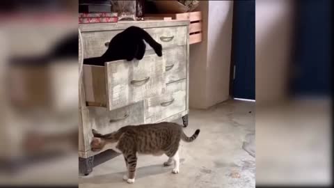 The cats are messing the drawer