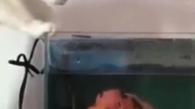 Very funny cats A cat loves to play