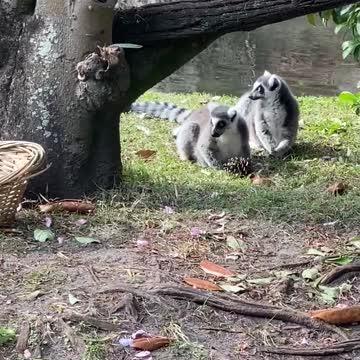 Ringtail lemurs