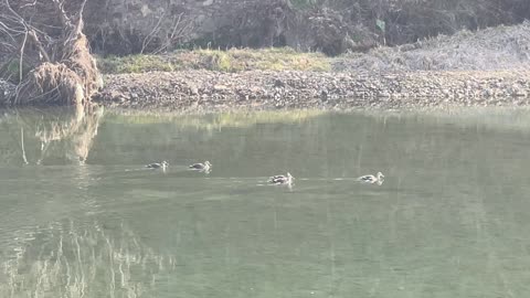 Korean mallard duck family