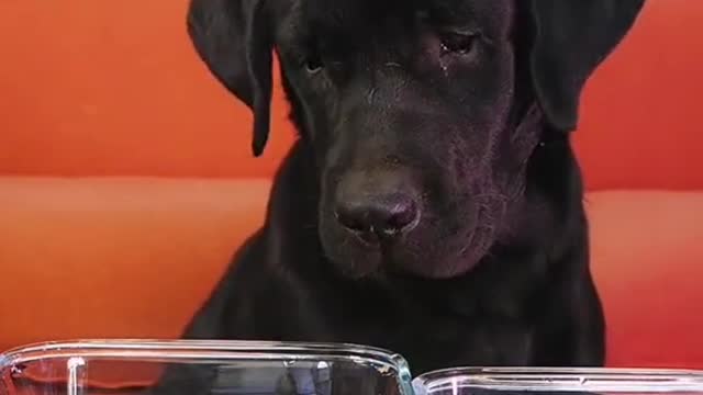 funny cute pet (71)