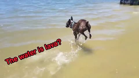 Funny Animal Fails Compilation_Hilarious#5