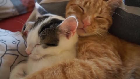 2 Very Cute cats sleeping