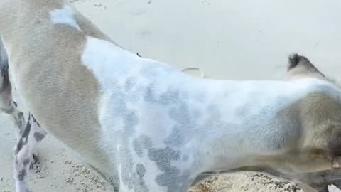 A Man Caressing the Dog