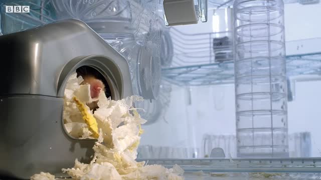 THIS Is How Hamsters Fit So Much Food Inside Their Cheeks! | Pets: Wild At Heart | BBC Earth