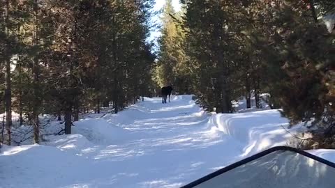 Moose on snowmobile trail in Island Park ID
