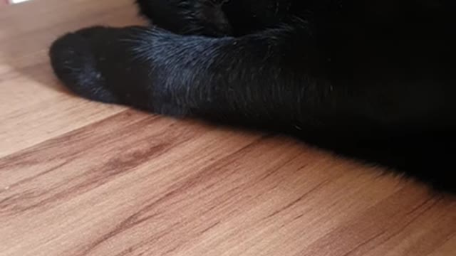The cutest kitten in the whole world