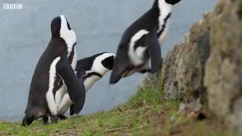 Penguin Crosses Cape Town To Find Mate | Cities: Nature's New Wild | BBC Earth